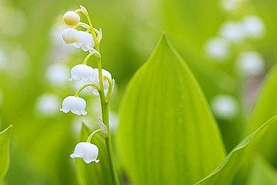 随时随地养女儿! 《火山的女儿》移动端第三季度将开启不限号测试
